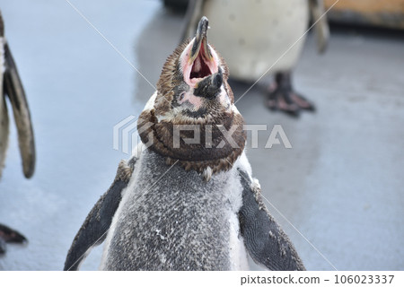 Humboldt Penguin Minamichita Beach Land 106023337