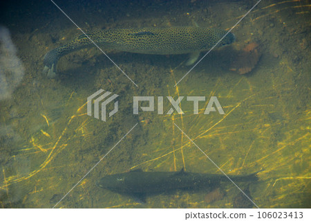 Rainbow trout in the water Rainbow trout in the water 106023413