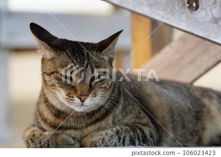 Cute cat lying on the cold floor Cute cat lying on the cold floor 106023423