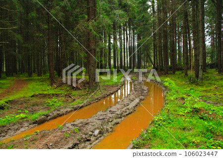 road with dirt and large pools in the forest road with dirt and large pools in the forest 106023447