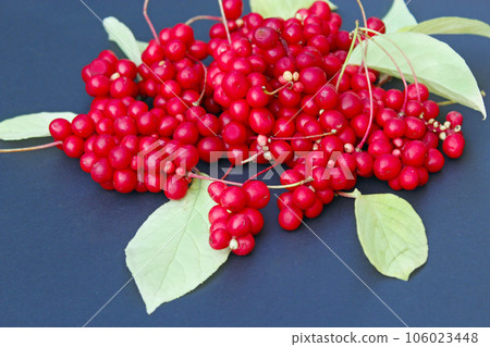 red berries of schisandra 106023448