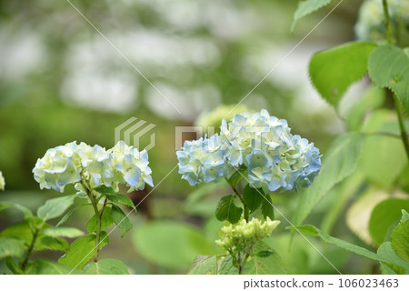 Hydrangea after the rain Sanzen-in Temple Hydrangea after the rain Sanzen-in Temple 106023463