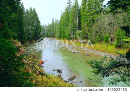 mountainous river in the forest of Carpathian mountains 106023480