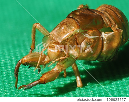 Macro focus composite photography of the cast-off shell of a cicada 106023557