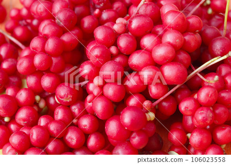 berries of schisandra berries of schisandra 106023558