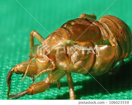Macro focus composite photography of the cast-off shell of a cicada Macro focus composite photography of the cast-off shell of a cicada 106023559