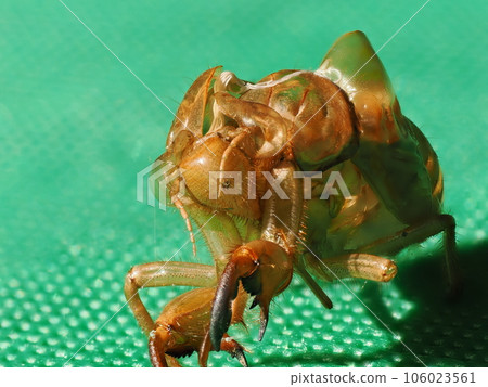 Macro focus composite photography of the cast-off shell of a cicada 106023561