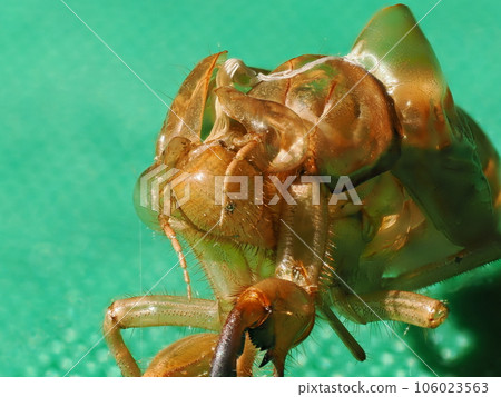 蟬蛻殼的微距合成攝影 106023563