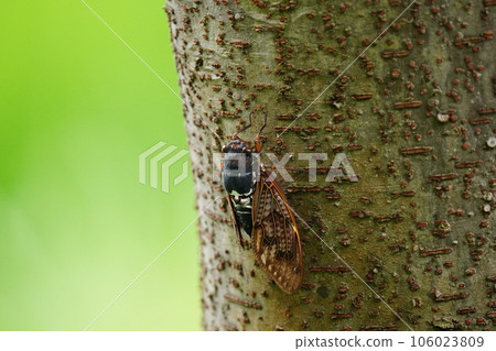 Abra Zemi catching trees 106023809