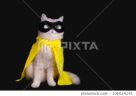 Adorable white cat in a black mask and yellow cape sits on black background, looking up 106024245