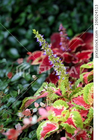 Coleus flowerbed Coleus flowerbed 106024513