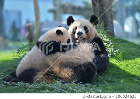 湯濱接受吉濱媽媽的乳房 106024623