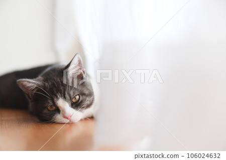 Kitten in the window side Kitten in the window side 106024632