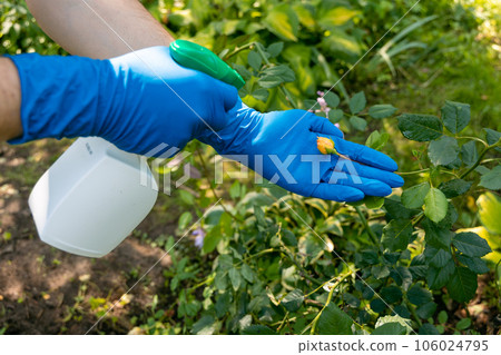 treatment in the garden of young shoots of roses from aphids, whiteflies and insect pests 106024795