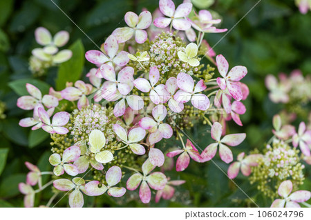 Huge petals of the delicate green color of the flowers of the paniculate hydrangea of the Pastel Green variety in the garden close-up. 106024796