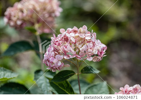 Hydrangea arborescens Incrediball Blush, Sweet Annabelle in garden flowers Hydrangea arborescens Incrediball Blush, Sweet Annabelle in garden flowers 106024871