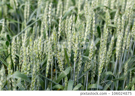 Macro close up of fresh young ears of young green wheat in spring summer field. Free space for text. Agriculture scene 106024875