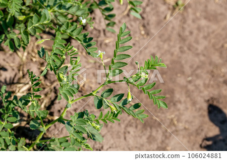 Chickpeas in garden with leaves. Chickpeas plant growing. 106024881