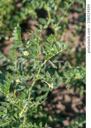 Chickpeas in garden with leaves. Chickpeas plant growing. Chickpeas in garden with leaves. Chickpeas plant growing. 106024884