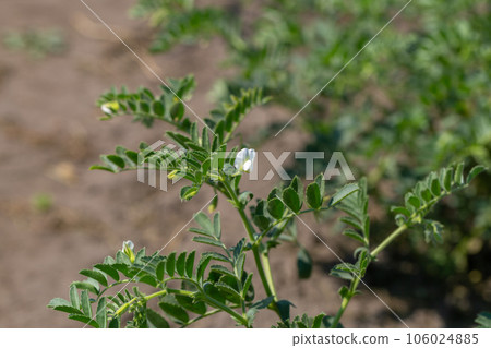 Chickpeas in garden with leaves. Chickpeas plant growing. 106024885