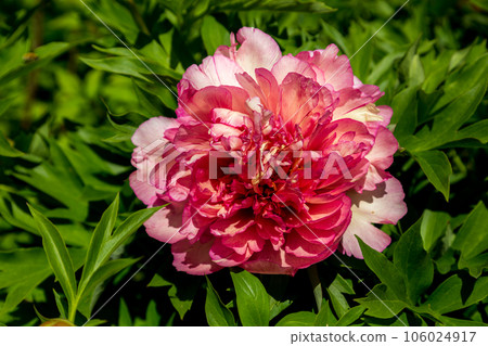 Paeonia ito hybrid summer bloom Paeonia ito hybrid summer bloom 106024917