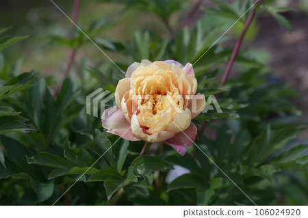 Paeonia ito hybrid summer bloom Paeonia ito hybrid summer bloom 106024920