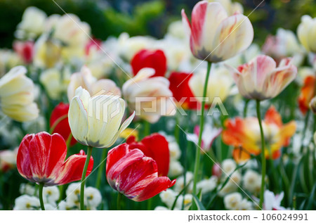 Red and white tulip flowers 106024991