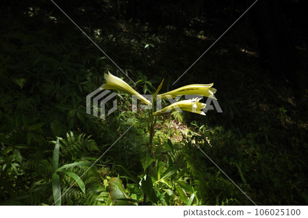 Uba lily Uba lily 106025100