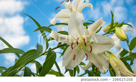 卡薩布蘭卡和藍天 106025108