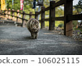 貓和山路 106025115