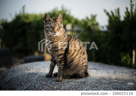 cat and sunset 106025119
