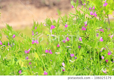 Vetch flower 106025179