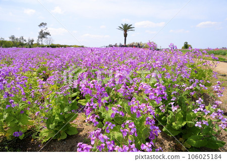 Murasakihanana花園 Murasakihanana花園 106025184