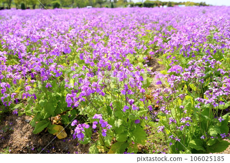 Flower garden of Murasakihanana 106025185