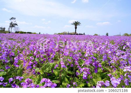 Flower garden of Murasakihanana Flower garden of Murasakihanana 106025186