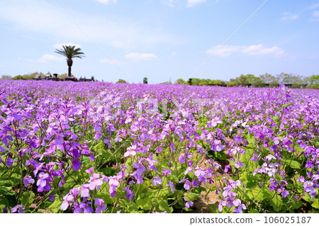 Murasakihanana花園 Murasakihanana花園 106025187