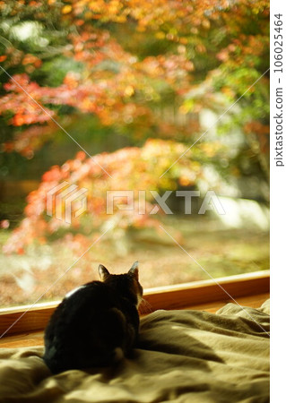 Pheasant cat watching autumn leaves in a Japanese garden 106025464