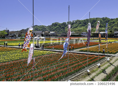 Tokyo Hamura Tulip Square Tulip Festival Tokyo Hamura Tulip Square Tulip Festival 106025496
