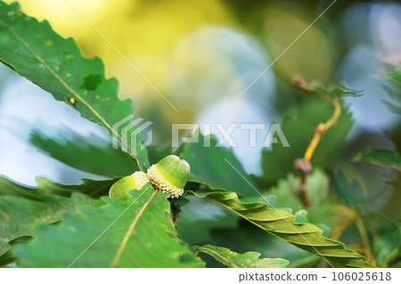 八月橡子中的水楢樹 八月橡子中的水楢樹 106025618