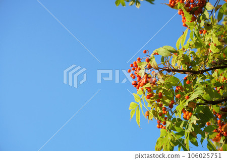 Hokkaido rowan fruit and blue sky Hokkaido rowan fruit and blue sky 106025751