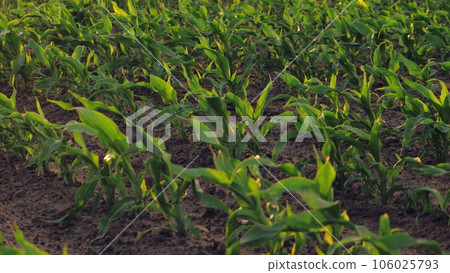 corn field leaf sprout green, agriculture, fresh corn sprout agriculture field row, Day walking soil field farm light planted leaves agribusiness ripening view harvesting shines agriculture plants eco 106025793
