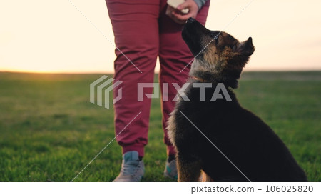 a woman cynologist trains a shepherd puppy. little shepherd dog. training a young dog at sunset. yummy for your pet. rearing a young dog at sunset in the park. little shepherd dog in the park a woman cynologist trains a shepherd puppy. little shepherd dog. training a young dog at sunset. yummy for your pet. rearing a young dog at sunset in the park. little shepherd dog in the park 106025820