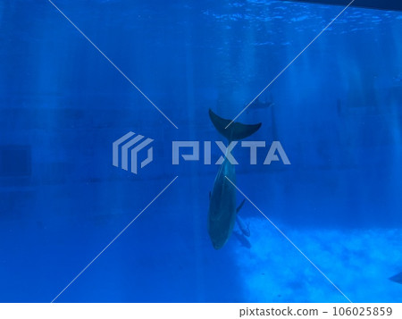 Port of Nagoya Public Aquarium Giant dolphin tank Port of Nagoya Public Aquarium Giant dolphin tank 106025859