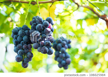 Kyoho grapes grown with care Kyoho grapes grown with care 106025984