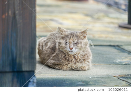 雲仙地獄的流浪貓 106026011