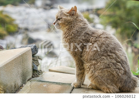 Stray cats in Unzen Jigoku 106026012
