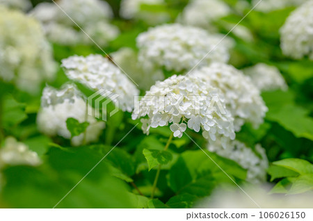 安娜貝爾白繡球花叢 安娜貝爾白繡球花叢 106026150