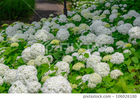 Clumps of Annabelle White Hydrangea Clumps of Annabelle White Hydrangea 106026180
