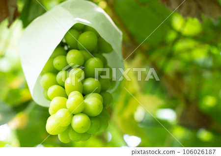 Shine Muscat in season Shine Muscat in season 106026187