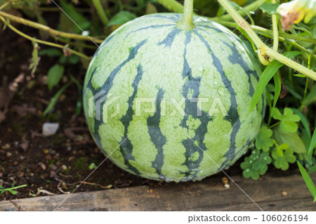 Kodama watermelon in the kitchen garden Kodama watermelon in the kitchen garden 106026194
